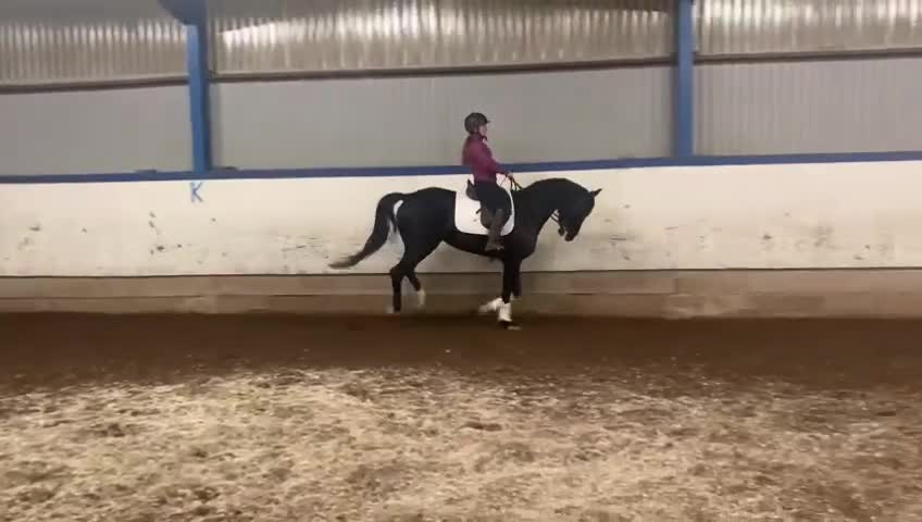 Dressyr hästar till salu: Trevligt sto  - Video 3