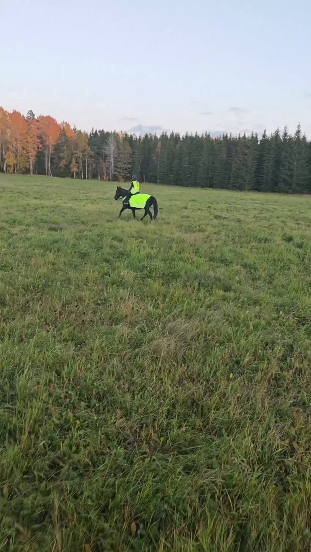 Allround hästar till salu: Windy i Örsundsbro - Video 1