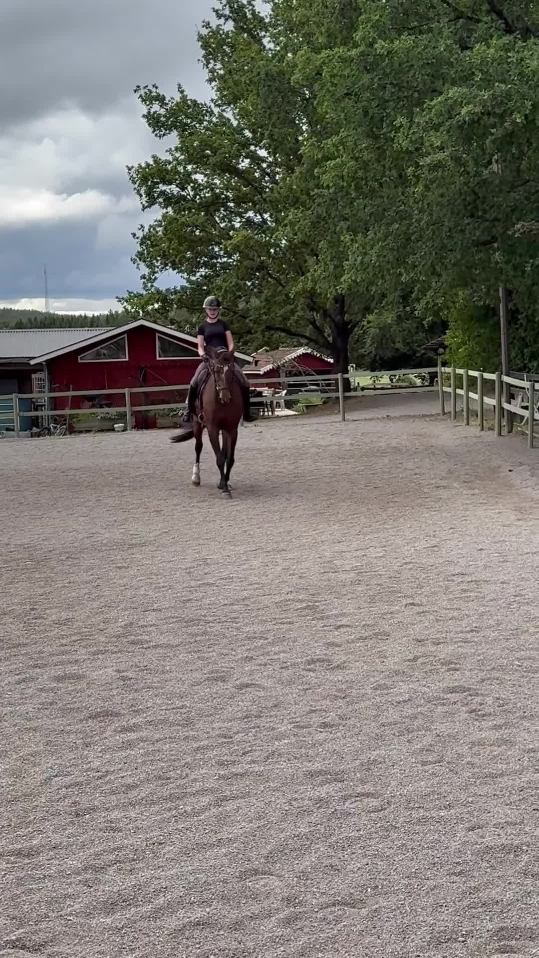 Dressyr hästar till salu: Härlig bästa vän till varierad ridning  - Video 3