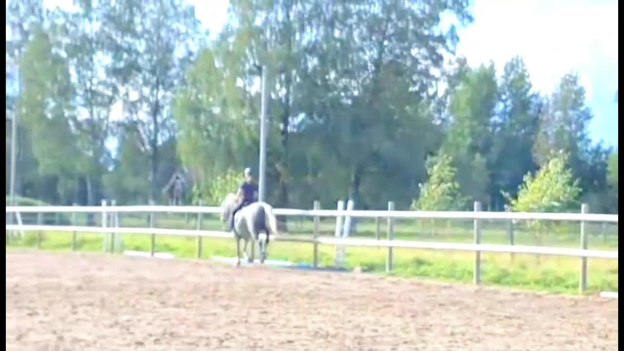 Allround hästar till salu: Häftig häst med hjärtat på rätt ställe i Kumla - Video 1