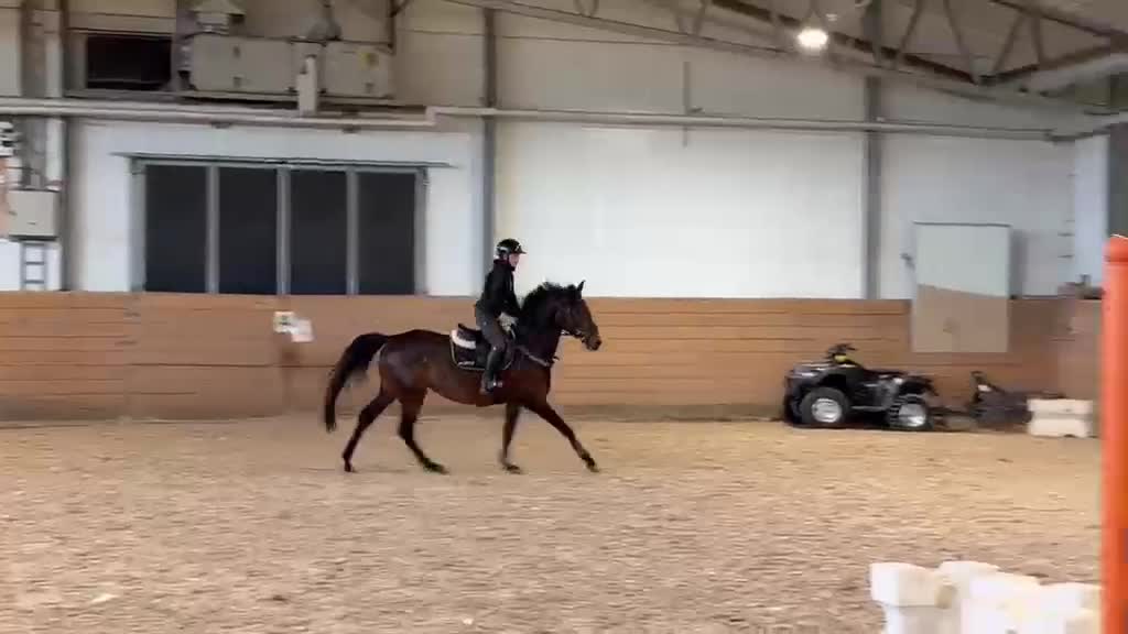 Hoppning hästar till salu: Trevligt sto - Video 2
