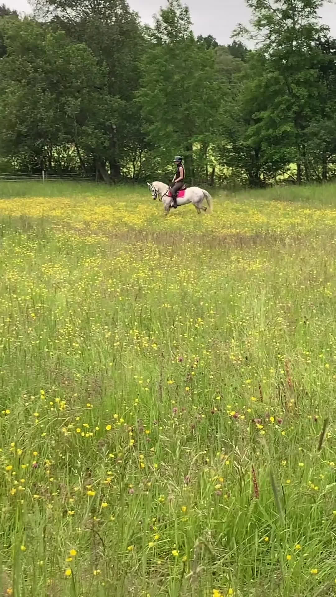 Hoppning hästar till salu: En oslipad diamant i Ytterby - Video 4