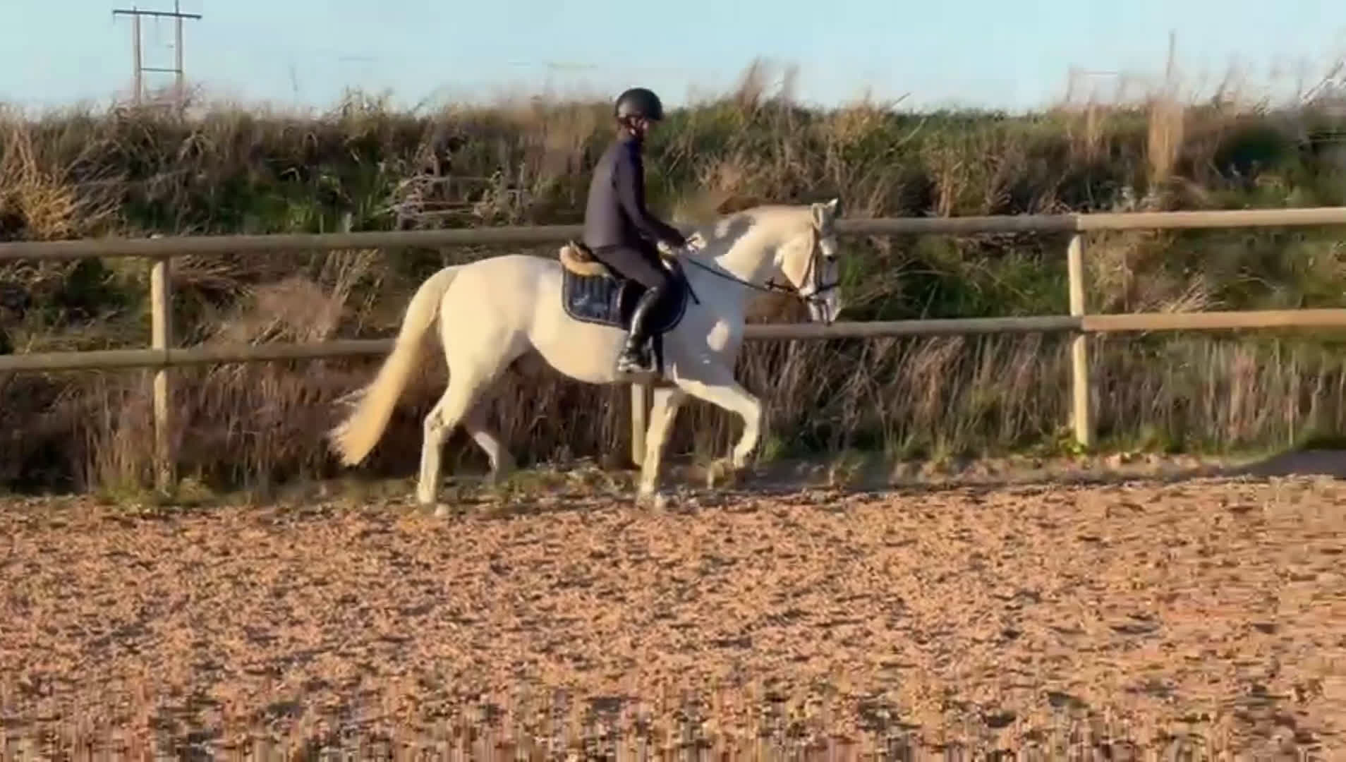 Allround hästar till salu: 🌟 Underbar D-ponny till salu – 12 år, valack,  🌟 i Höllviken - Video 1