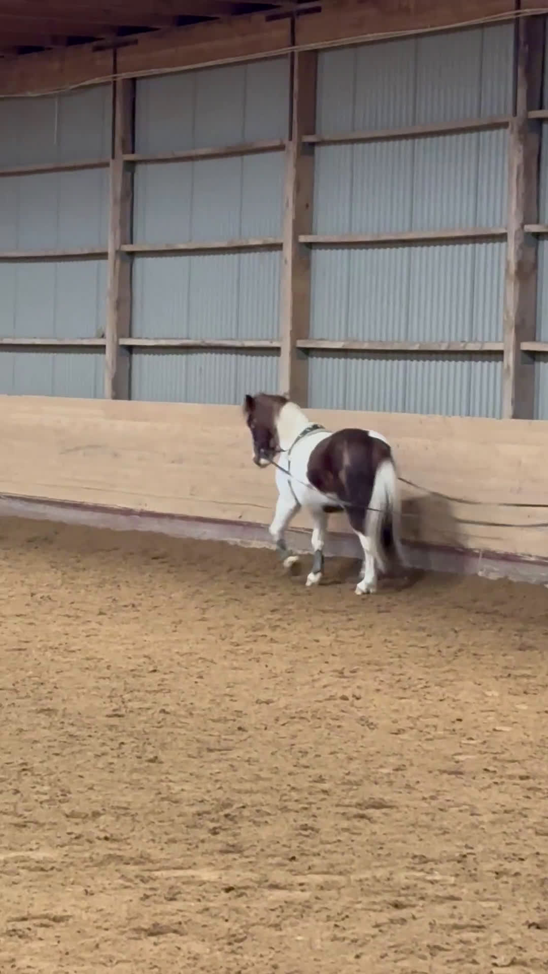 Allround hästar till salu: Superhärlig ponny i Mantorp - Video 1