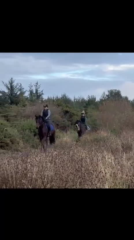 Fälttävlan hästar till salu: Lovande unghäst för fälttävlan/allround - Video 2