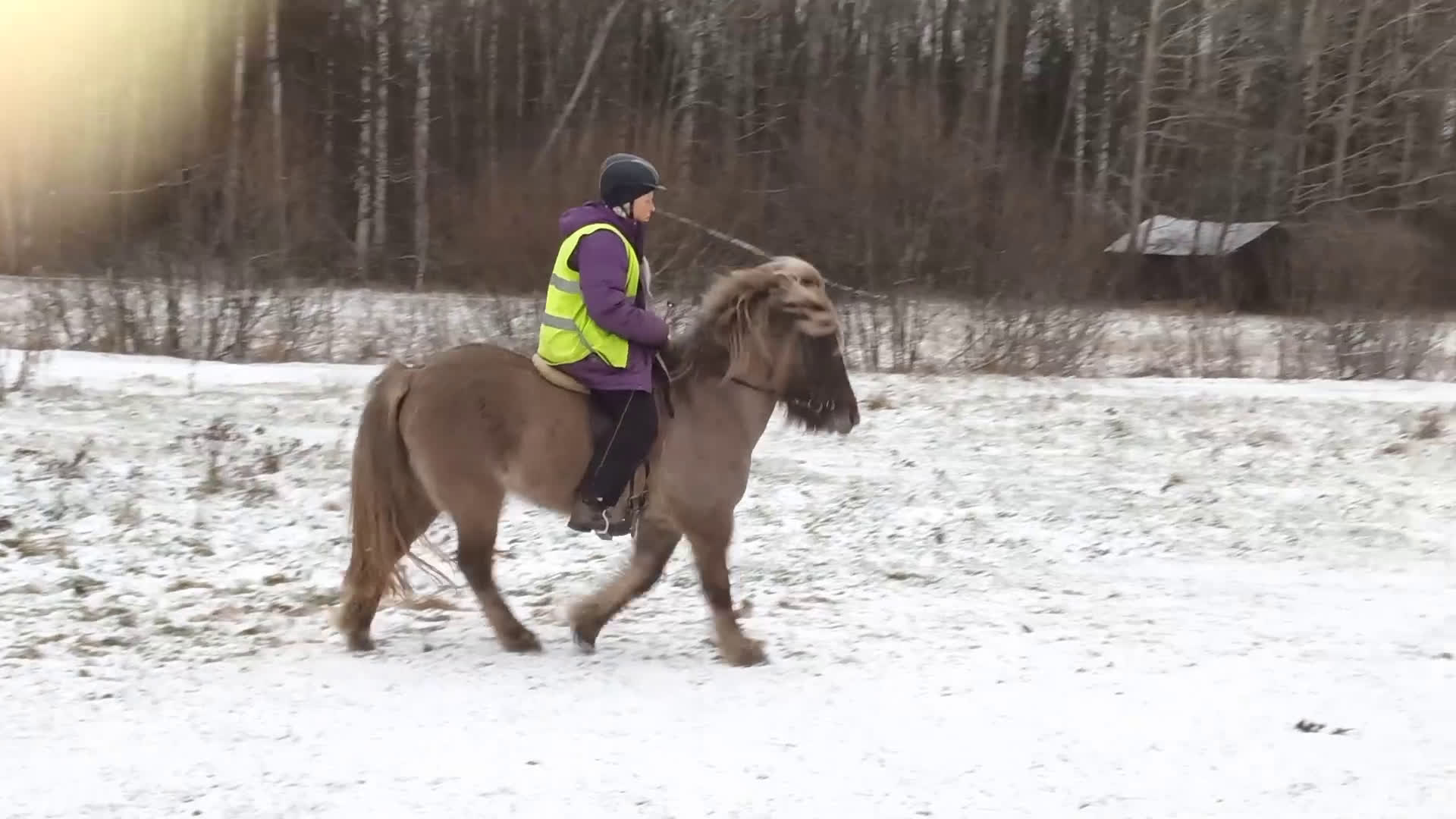 Island hästar till salu: Arbetsvilligt sto med fina gångarter, fler bilder. - Video 4