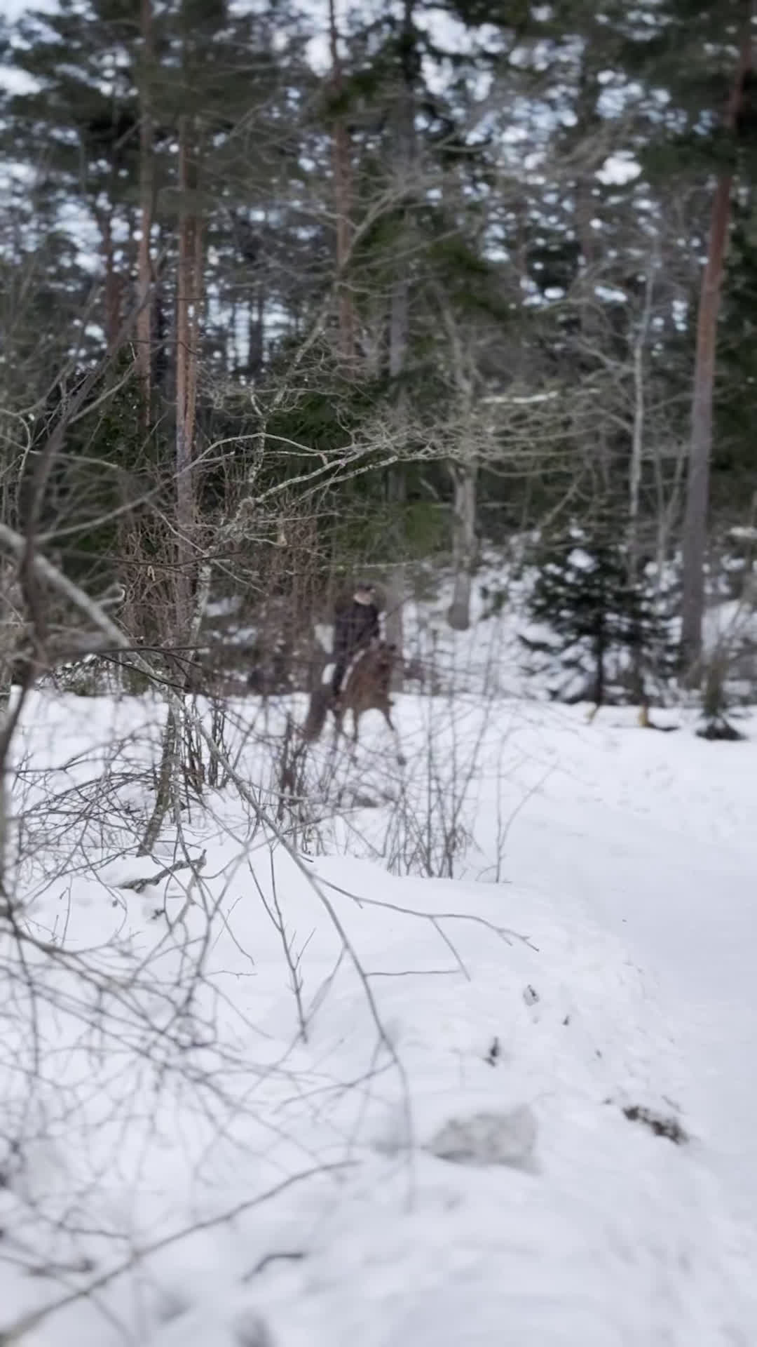 Dressyr hästar till salu: Fantastisk läromästare i Vätö - Video 1