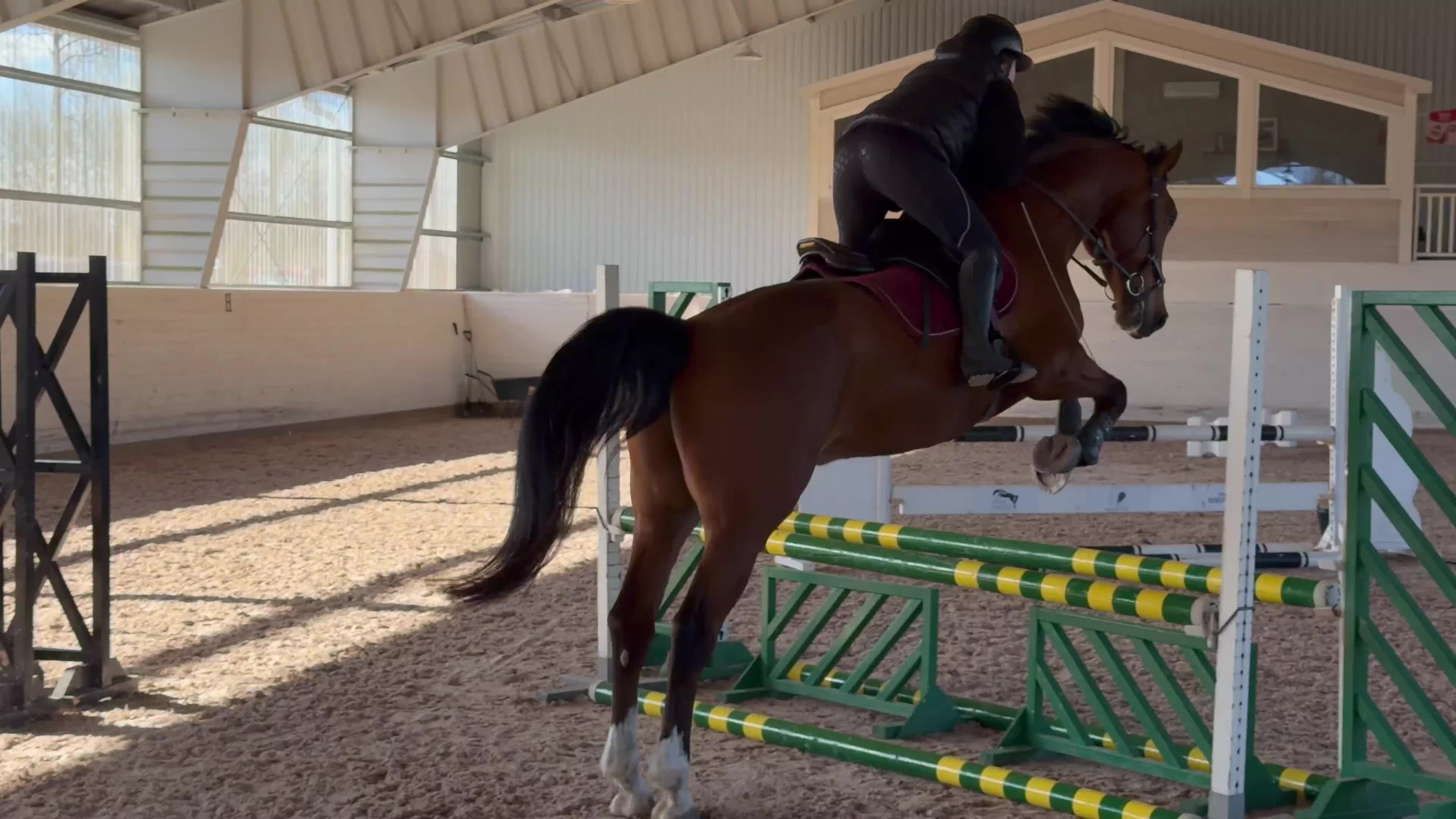 Hoppning hästar till salu: Snäll och trygg 6-åring med stor kapacitet - Video 1