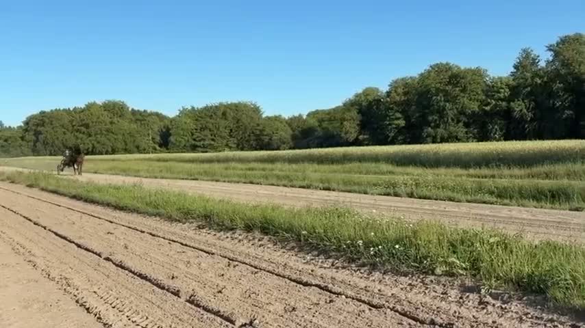 Trav hästar till salu: Premieklar 2-åring - Video 1