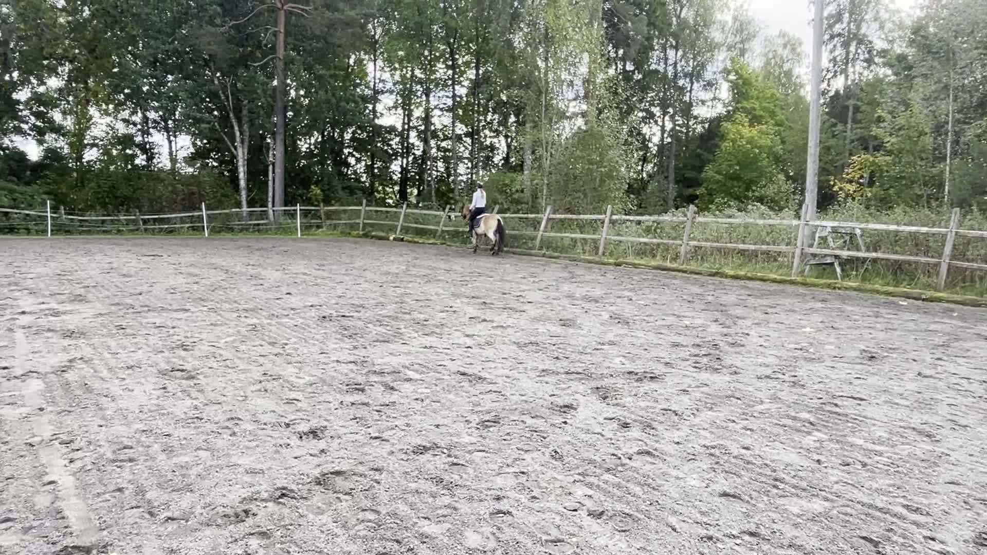 Allround hästar till salu: Lovande ungponny söker nytt hem - Video 2