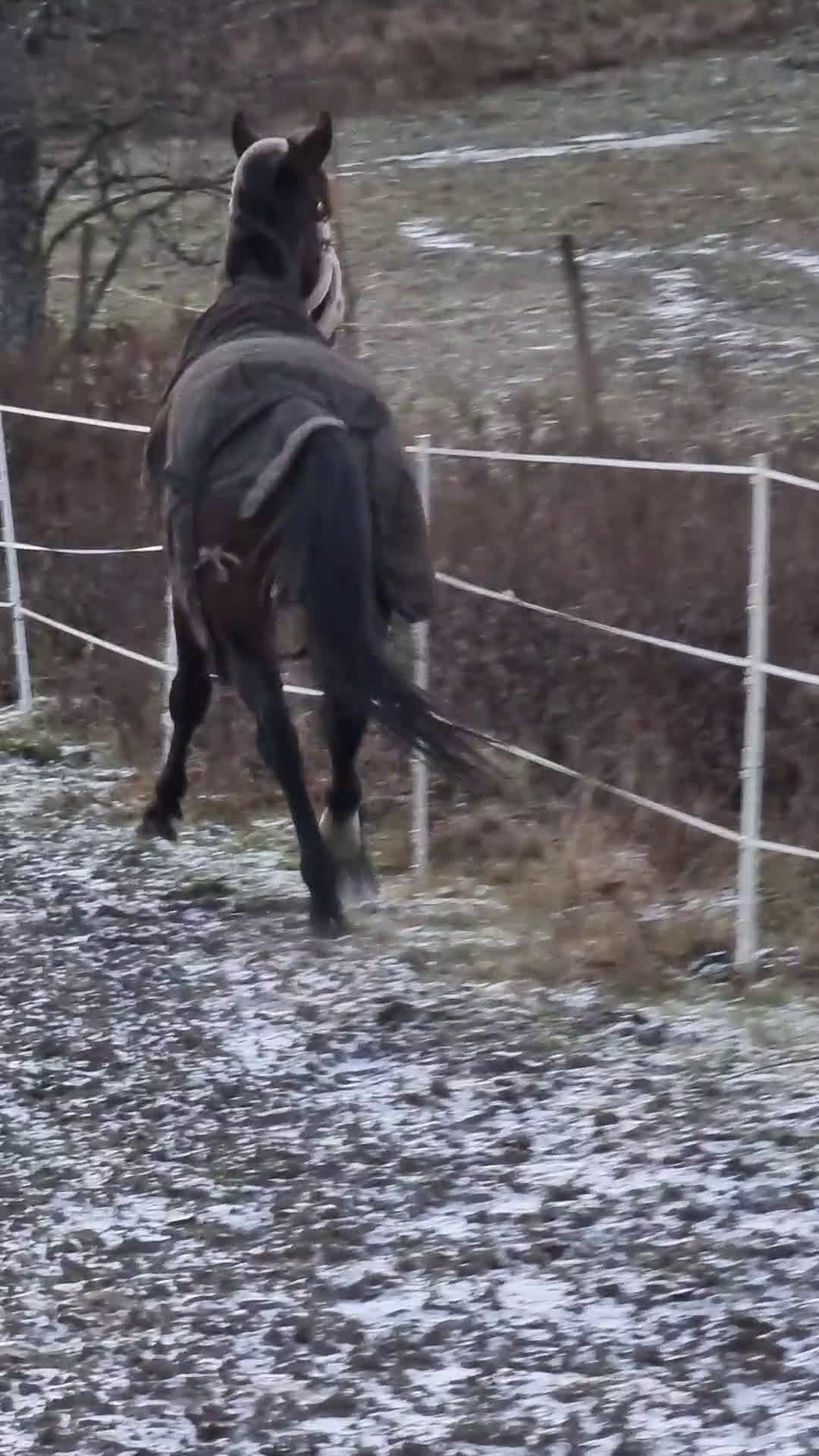 Allround hästar till salu: Vbl valack Ridhäst 174 cm 6 år - Video 3