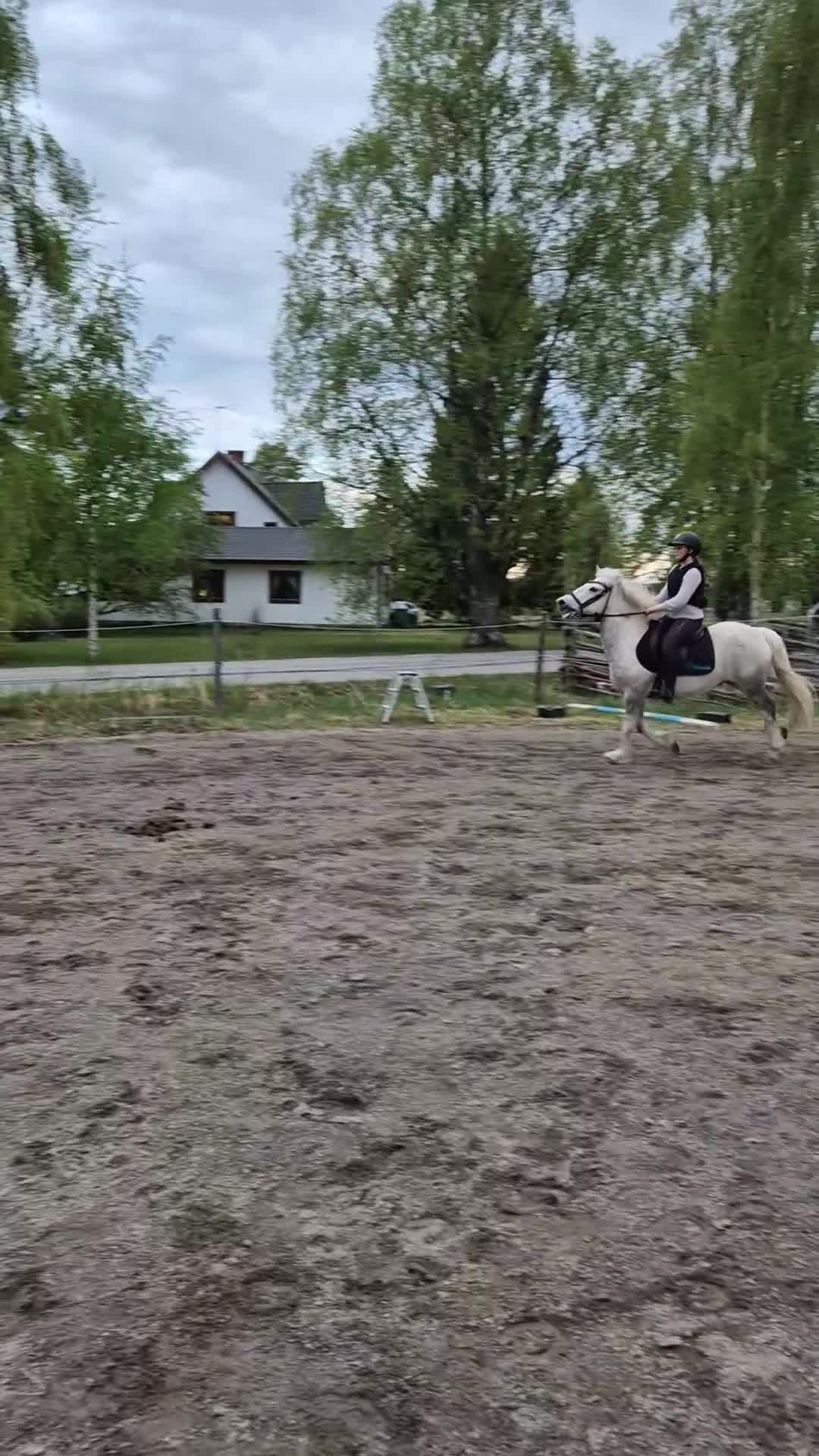 Allround hästar till salu: Maxad snygg B-ponny - Video 2