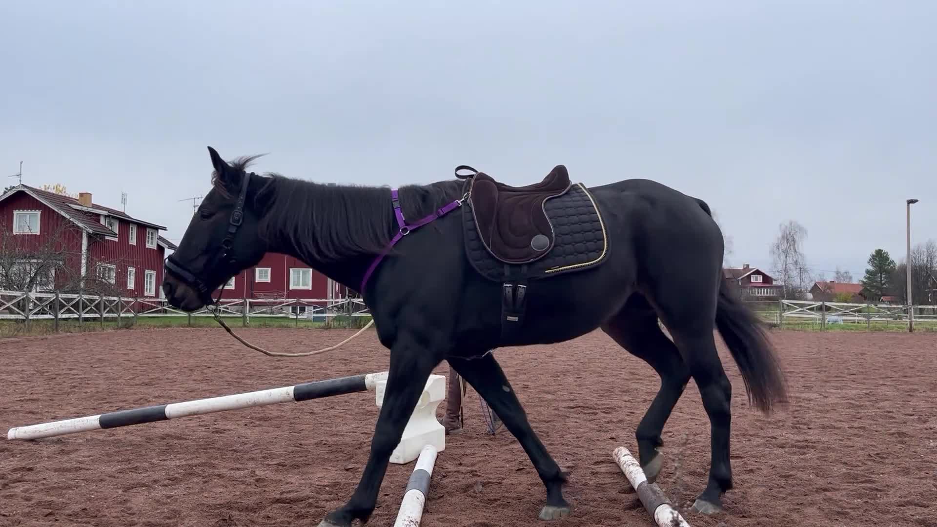 Allround hästar till salu: Din skogsmullekompis?  - Video 3