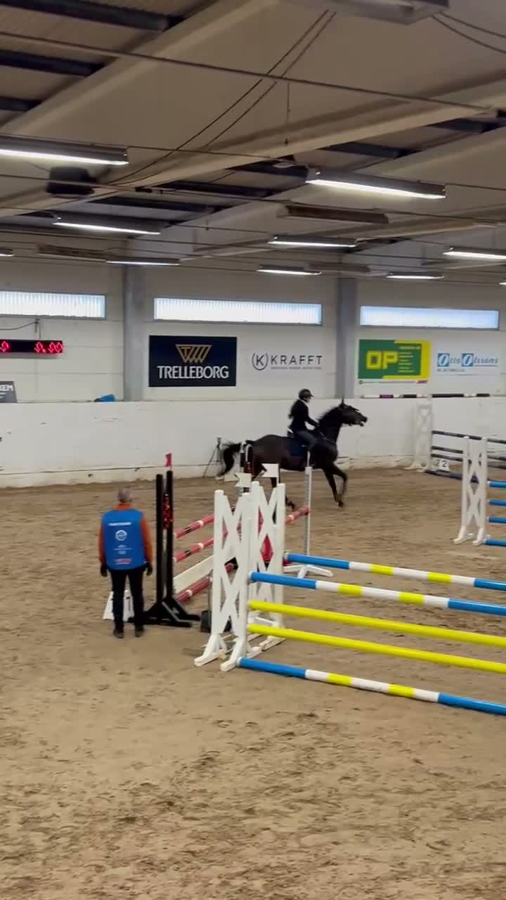 Allround hästar till salu: Mysig tränings och tävlingskompis  - Video 1