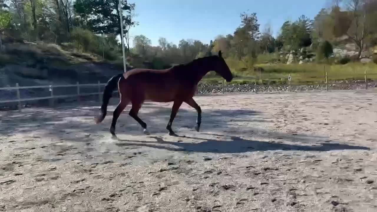 Allround hästar till salu: Stor och snäll - Video 1