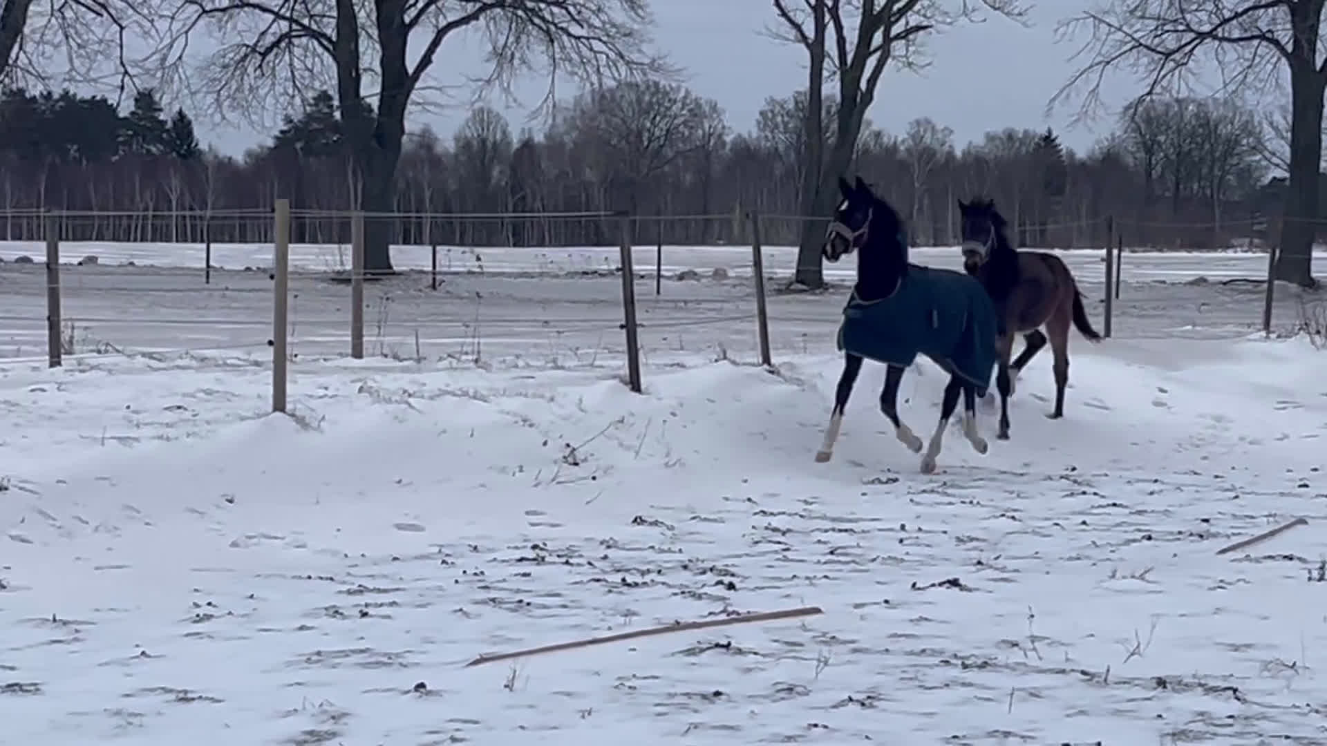 Dressyr hästar till salu: Trevlig hingst - Video 1