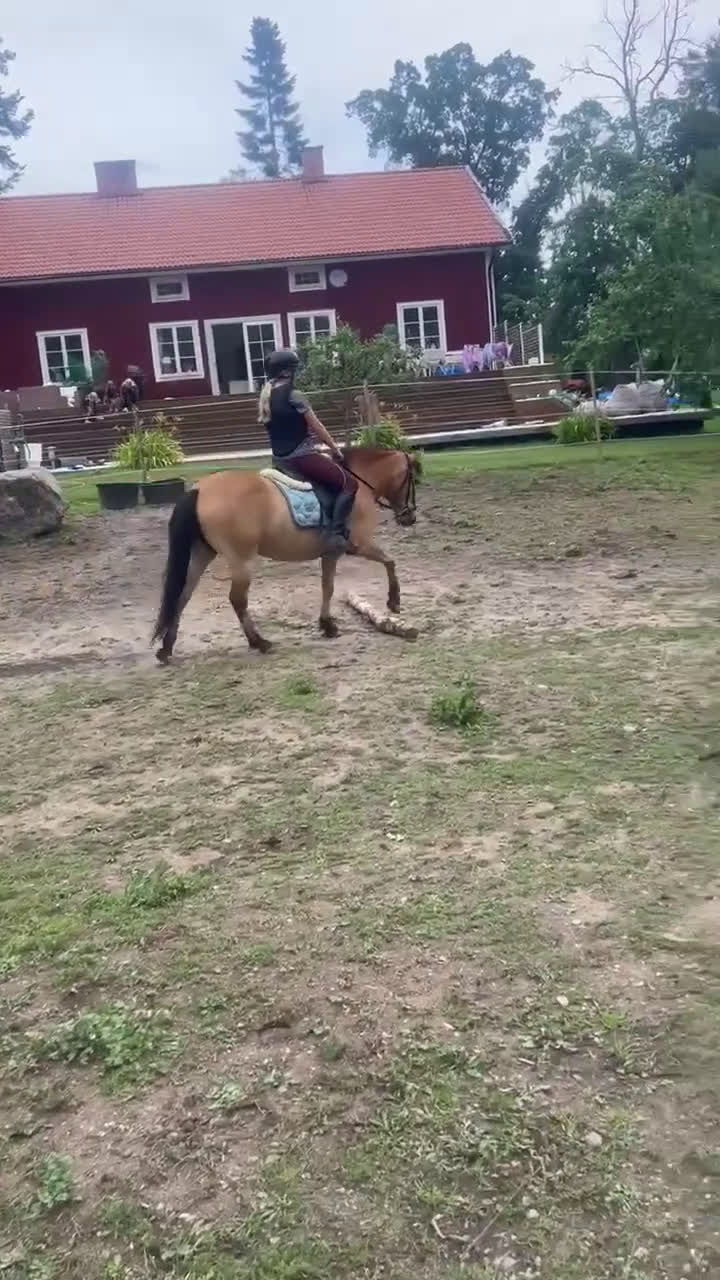 Allround hästar till salu: Russto f 2020 projekt/sällskap/avel i Gusum - Video 1