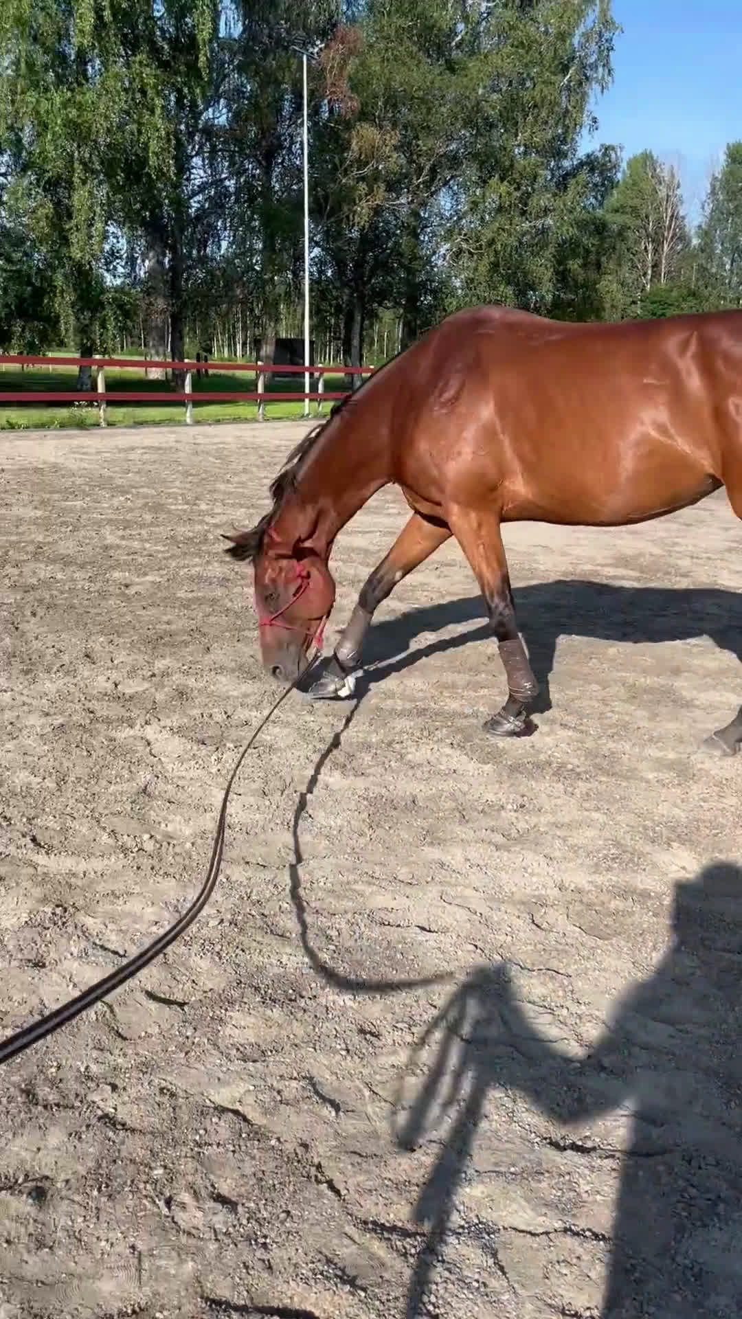 Allround hästar till salu: Super snäll tjej i Kil - Video 2