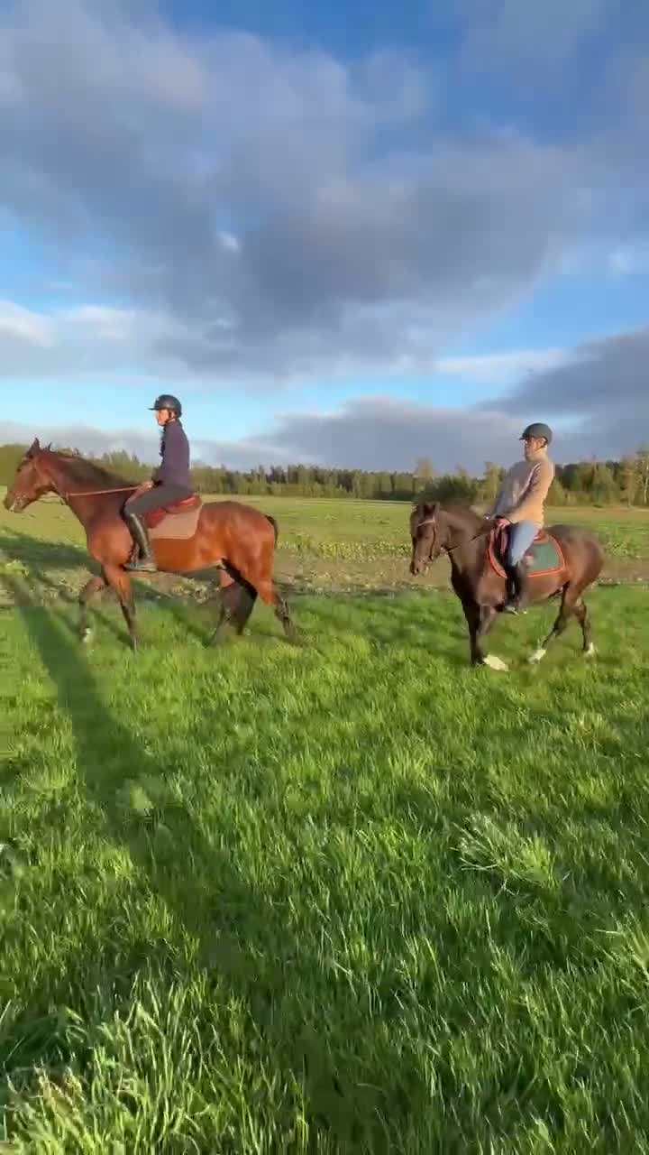 Allround hästar till salu: Conrad All Star  - Video 1
