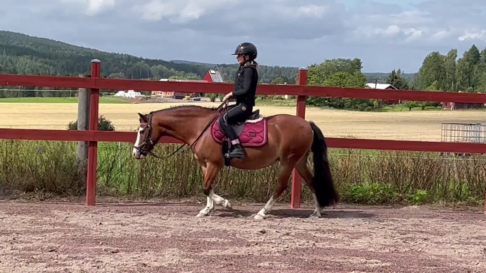 Allround hästar till salu: Löromästare i Kil - Video 2