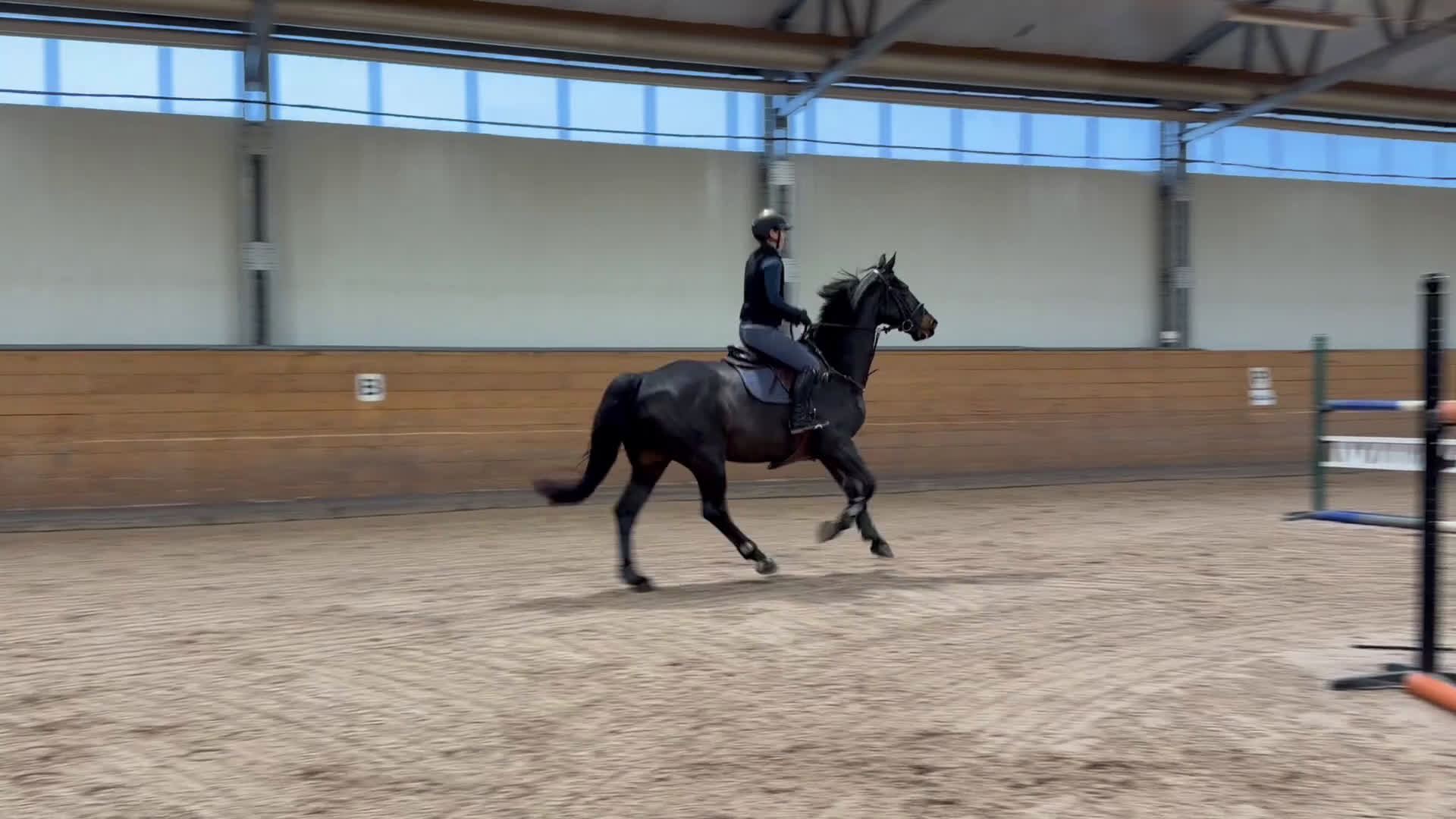 Hoppning hästar till salu: Övergångshäst med kapacitet i Åtvidaberg - Video 1