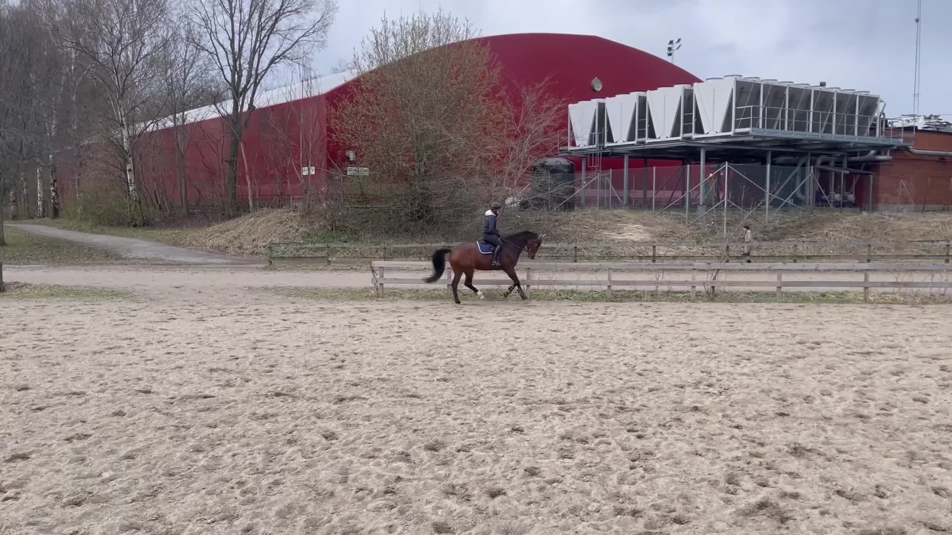 Allround hästar till salu: Trygg och rutinerad med lite nerv, drömhästen! - Video 4