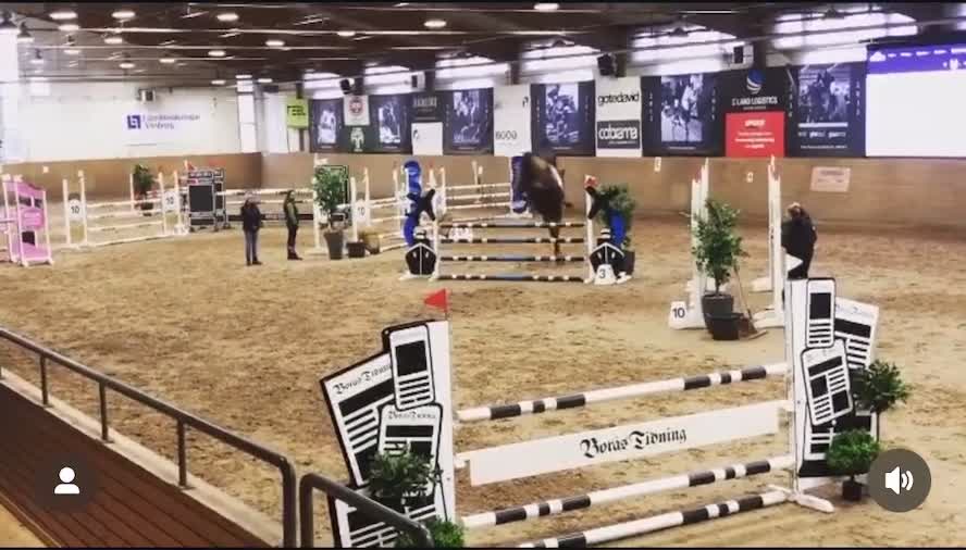 Hoppning hästar till salu: Charm Me Ryal K – en framtida stjärna - Video 2