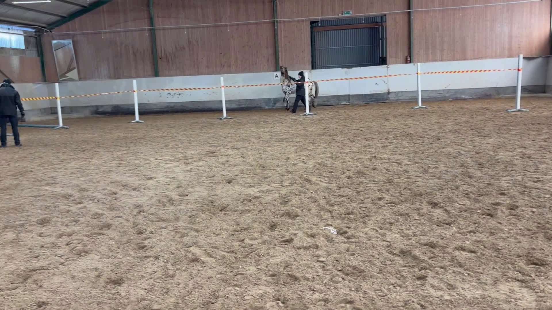 Hoppning hästar till salu: Sagohäst med goda framtidsutsikter - Video 1