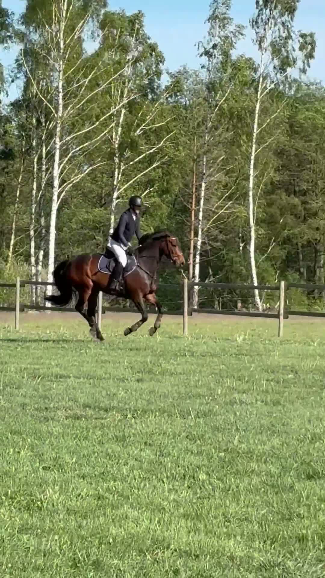Hoppning hästar till salu: Fräck litet SWB sto i Löberöd - Video 3