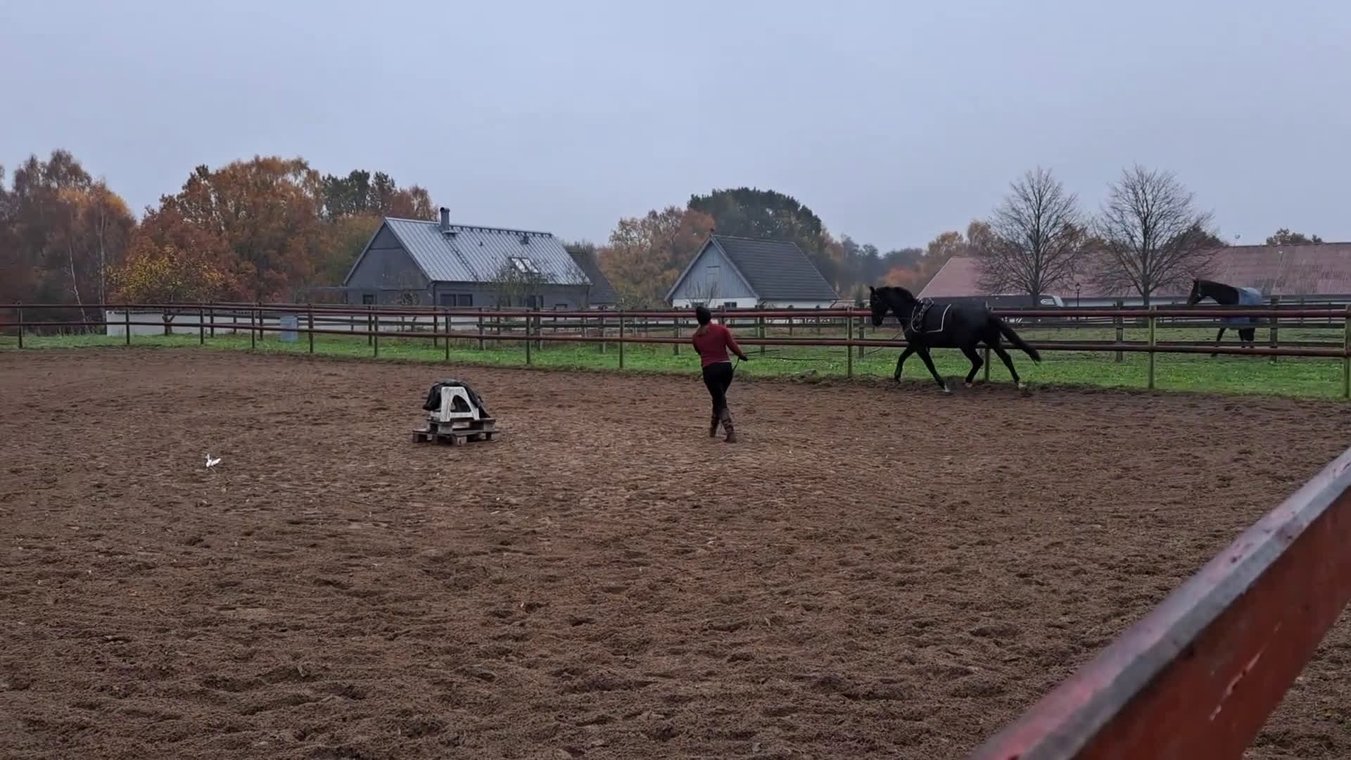 Dressyr hästar till salu: Trygg lovande unghäst med GP möderne i Hörby - Video 3