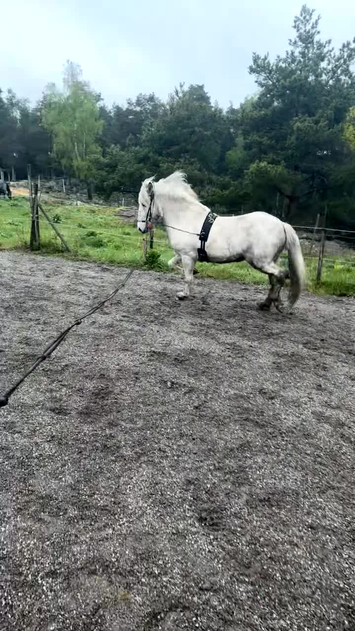 Island hästar till salu: Snygg flott valack toppstam!  - Video 2