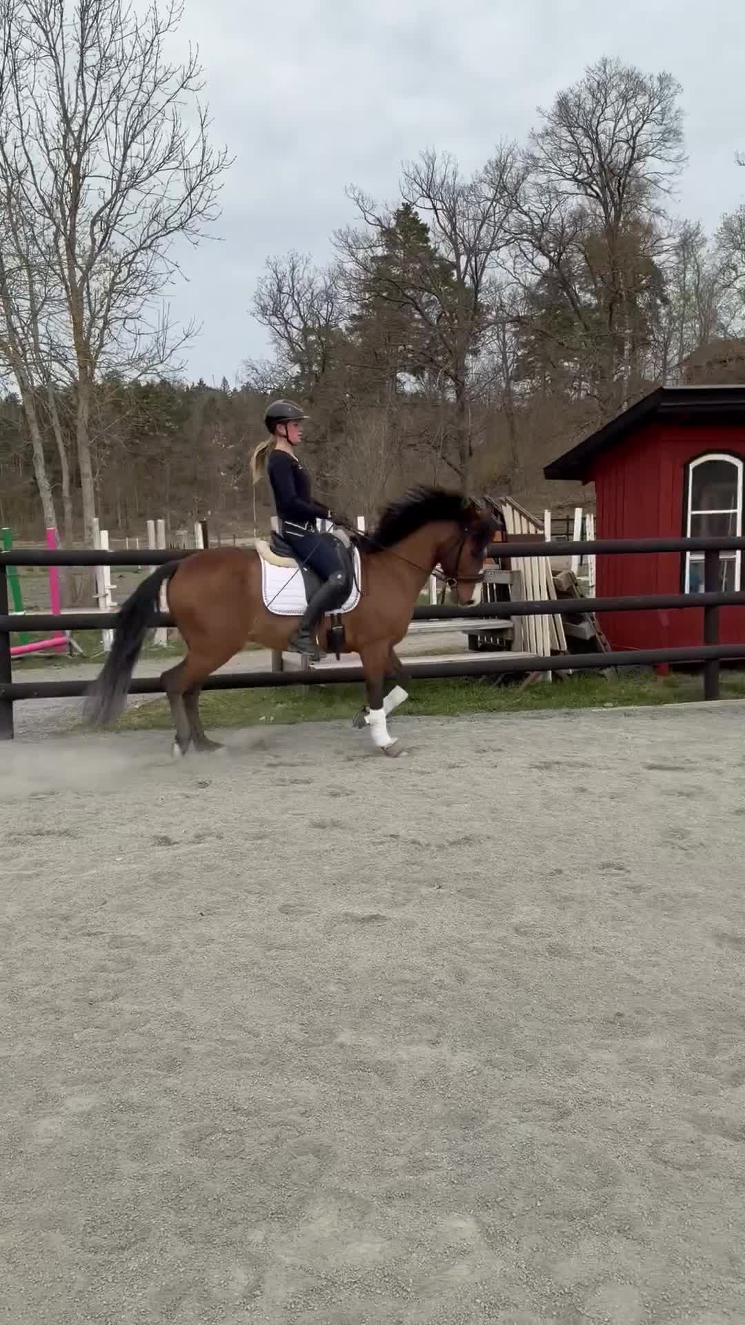 Dressyr hästar till salu: FEI ponny till salu 🌟 i Södertälje - Video 3