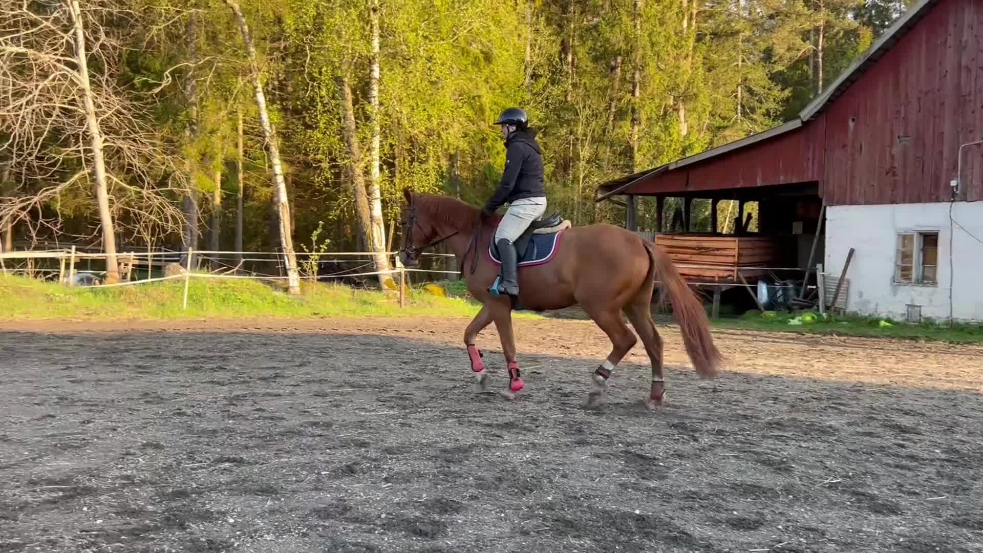 Allround hästar till salu: Okomplicerad 3-årig SWB val - Video 2