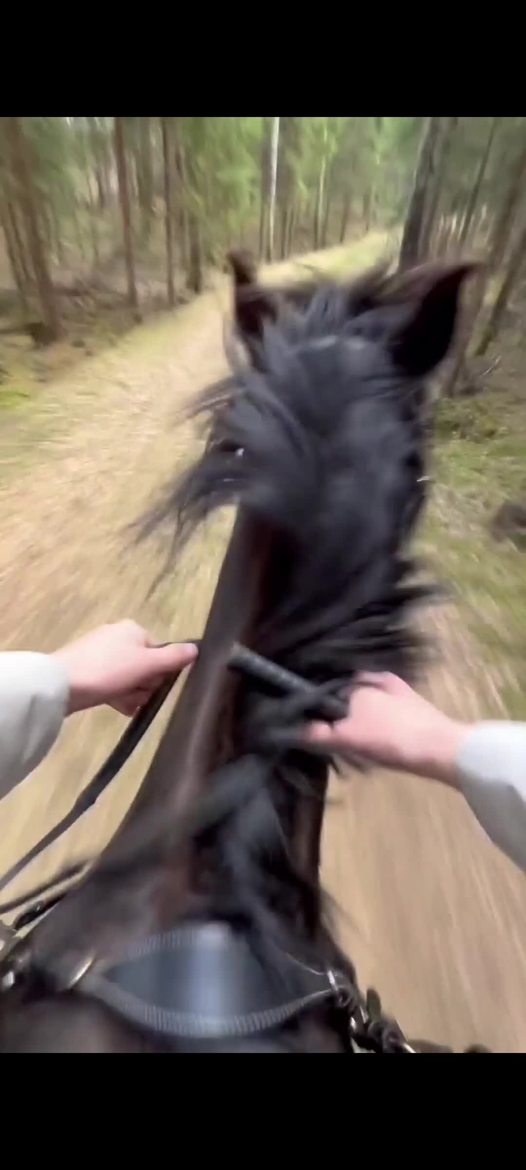 Övrigt hästar till salu: Lyxig skogsmulle och bästavän - Video 1