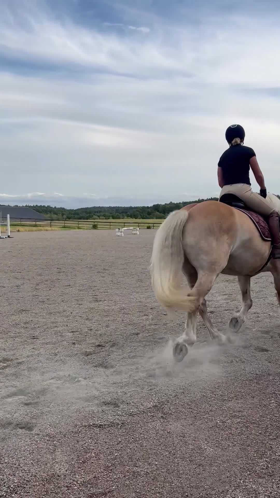 Allround hästar till salu: Trevlig haflinger valack - Video 1