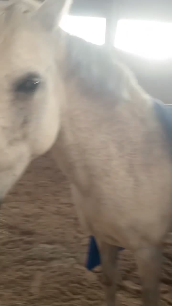 Övrigt hästar till salu: Våran lilla ögonsten i Myresjö - Video 2