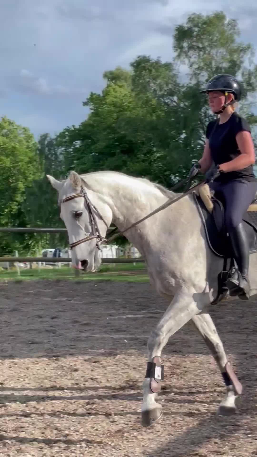 Allround hästar till salu: Sportigt sto  i Nykvarn - Video 1
