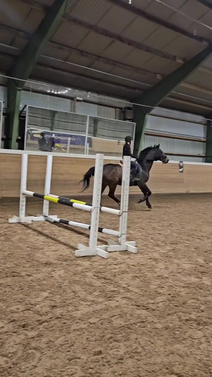 Allround hästar sökes: Medryttarhäst sökes  i Östra Ryd - Video 4