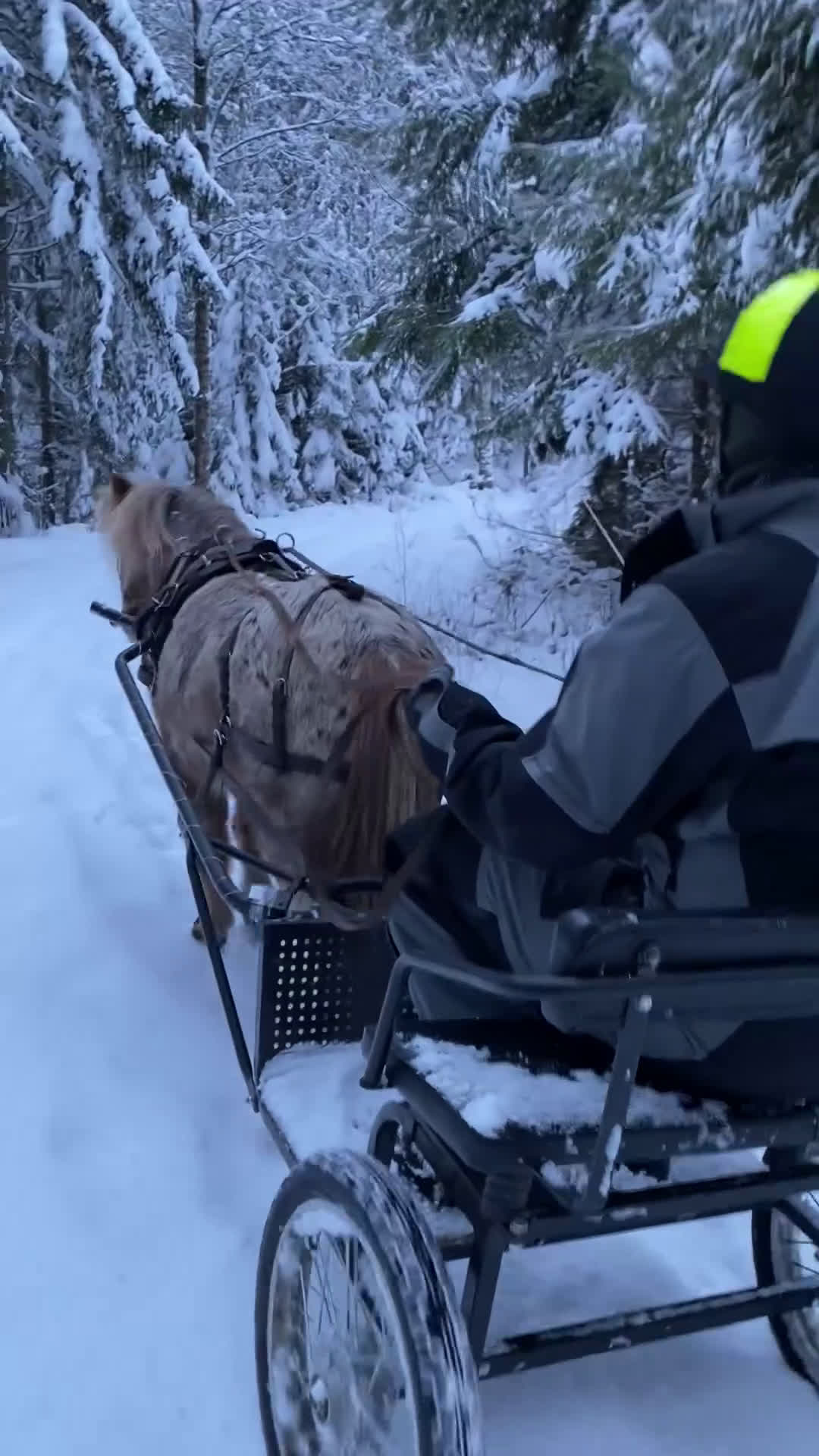  foderhäst finnes: Pigg B-ponny för körning och annat kul  i Hasslö - Video 1