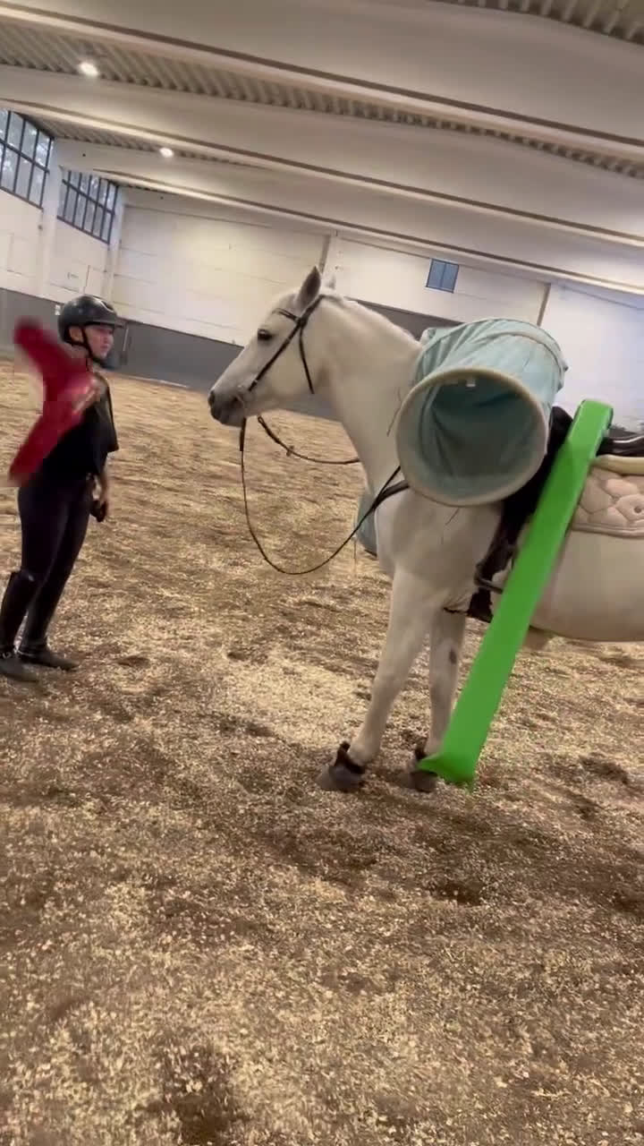 Hoppning hästar till salu: Bombsäker höjdhoppare! i Kalmar - Video 5