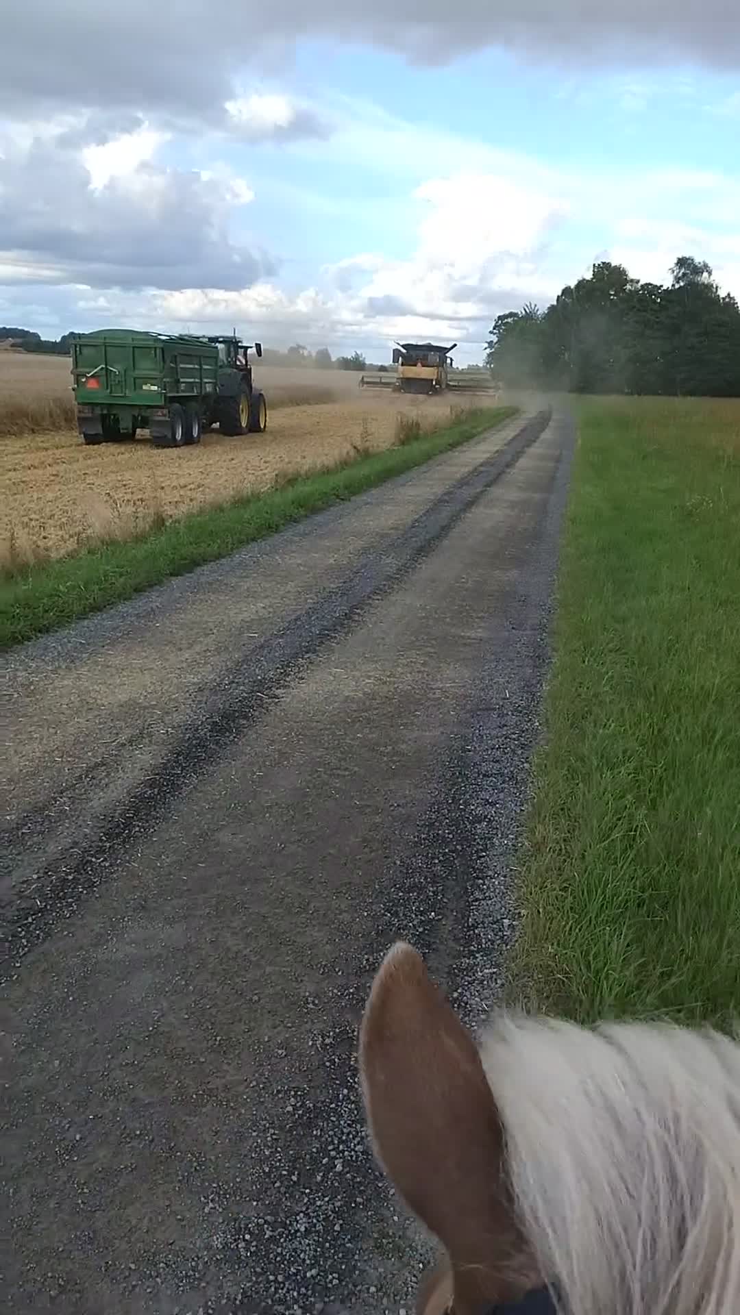 Island hästar till salu: Finaste Gandalf  i Kävlinge - Video 1
