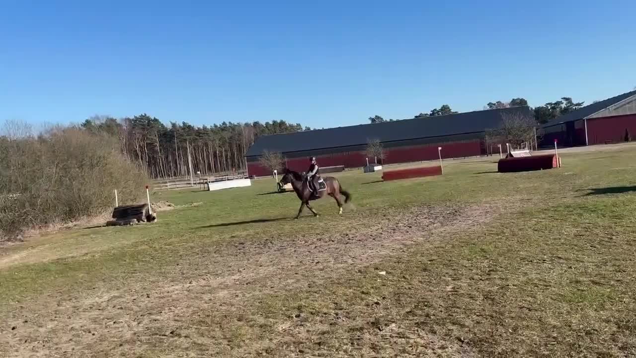 Hoppning hästar till salu: En fantastisk första tävlingsponny!! - Video 3