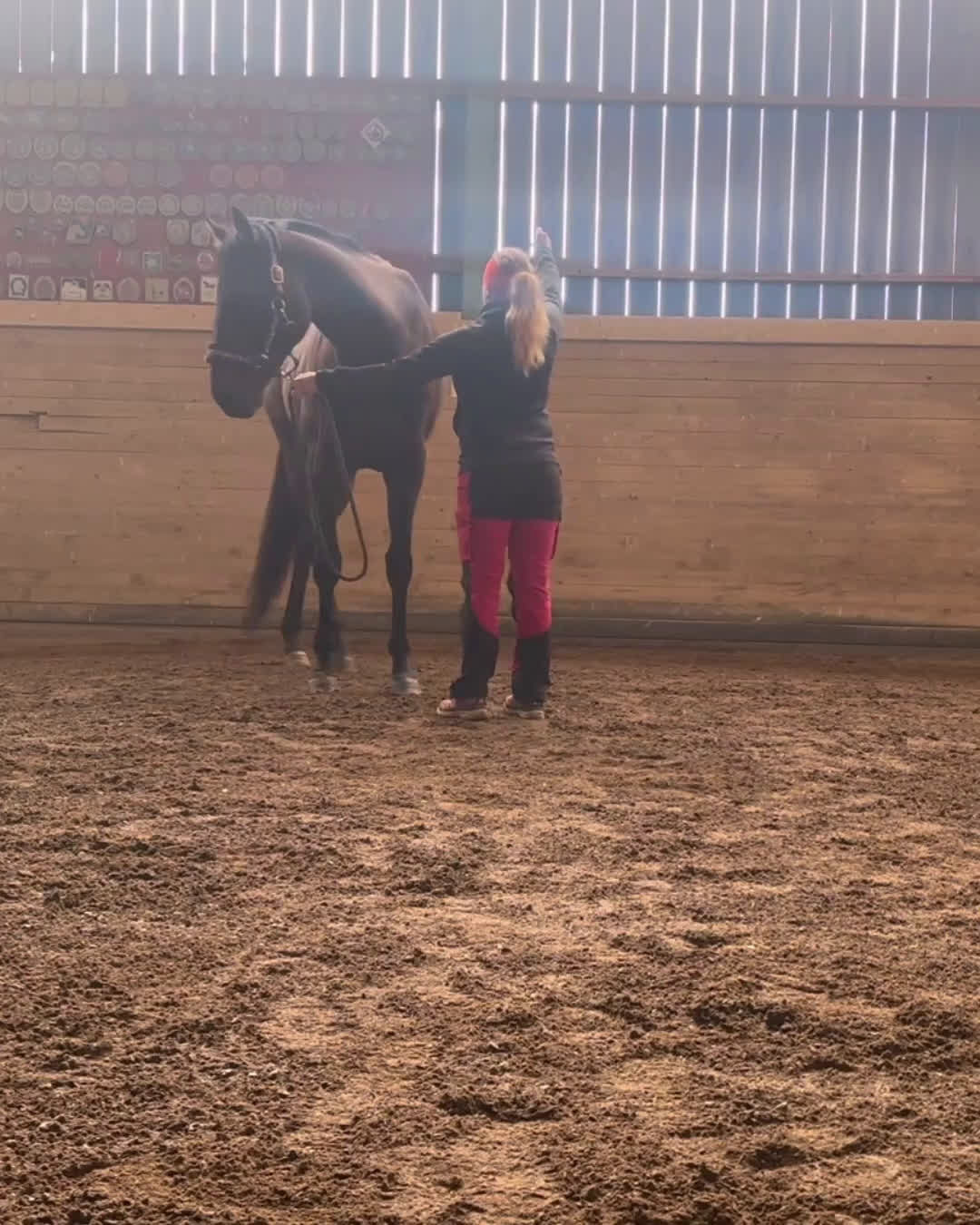  hästservice finnes: Horsemanship, lastning, trygg häst, tillridning mm i Nyköping - Video 1