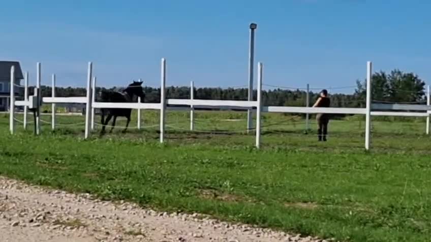 Dressyr hästar till salu: Elegant sto m Trakehnerblod ur Svensk stofamilj F4 i Vaxholm - Video 1