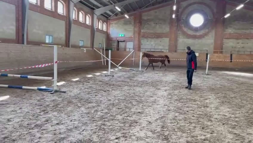 Hoppning hästar till salu: Modig och snäll hopphäst  i Halmstad - Video 1