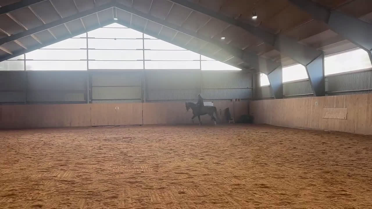 Hoppning hästar till salu: karismatisk unghäst med utvecklingspotential  - Video 1