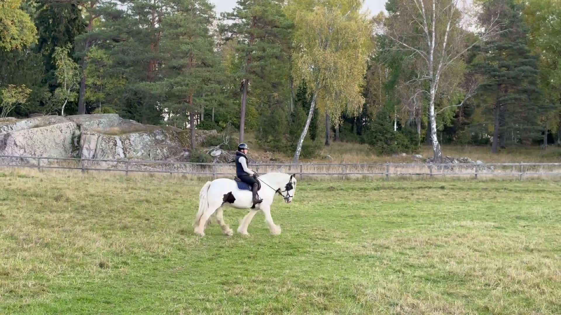  medryttarhäst finnes: Halvfodervärd till d-ponny, dressyr i Almunge - Video 1