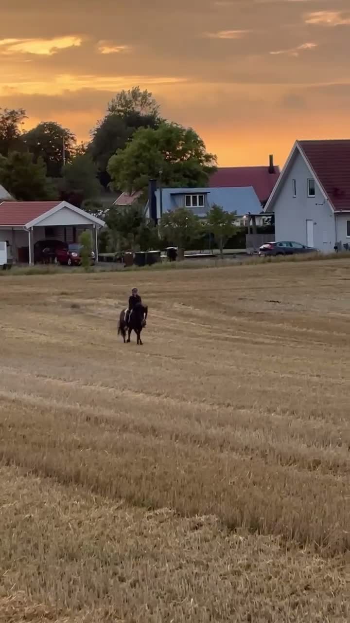  medryttarhäst finnes: Söt C-ponny söker medryttare - Video 4