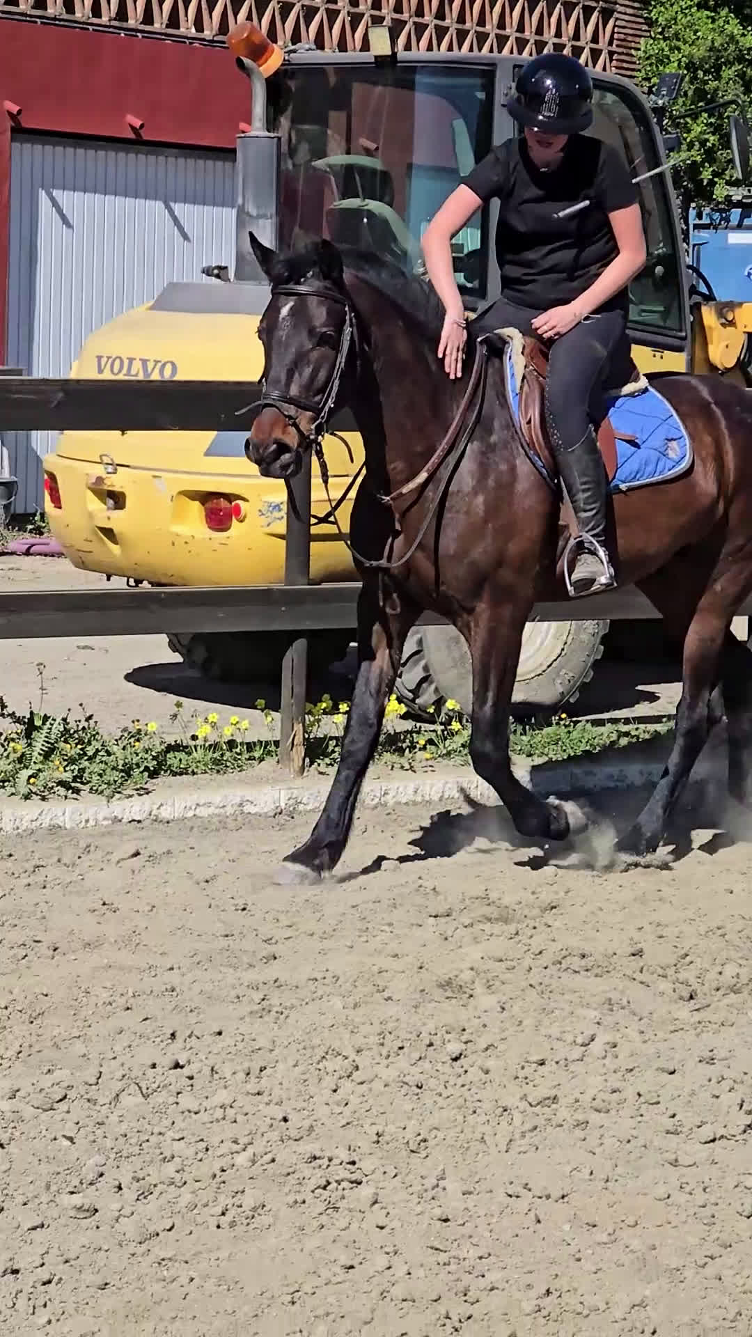 Hoppning hästar till salu: Trevliga hästar och ponnier i Spanien  - Video 2