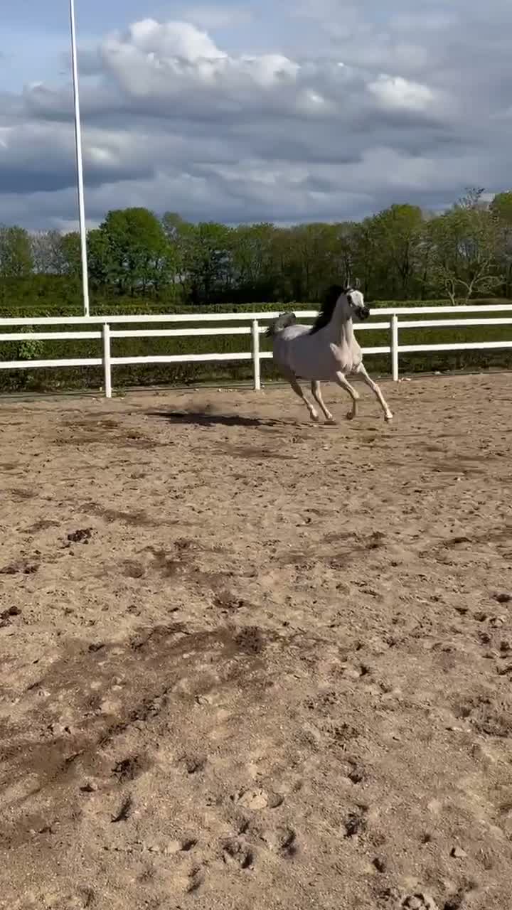 Allround hästar till salu: Super skøn hoppe for avl og show - Video 2